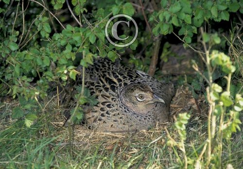 Hen Pheasant on a Nest DM0544